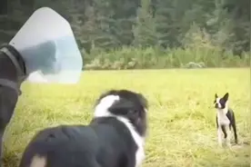 听说过老鹰吃小鸡，第一次听老鹰吃小狗