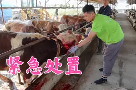 小牛犄角断了紧急处置，从根锯掉烙铁止血，江南第一次处理太狠了