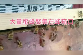 夏天蜜蜂箱进出口有大量蜜蜂聚集，是什么原因？视频封面