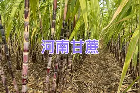 河南甘蔗又甜长得又好，1亩地甘蔗能赚多少钱视频封面