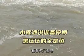 水库泄洪黑压压的全是鱼，引众人围观各显神通来抓鱼视频封面