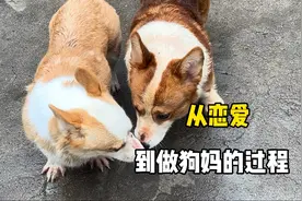 柯基犬的交配之旅，从恋爱到洞房，到怀孕做狗妈妈的过程！视频封面