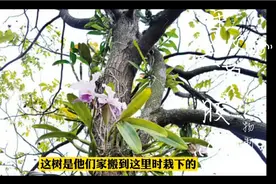 舅舅爱外甥视频封面