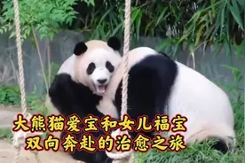 大熊猫爱宝和女儿福宝，双向奔赴的治愈之旅视频封面