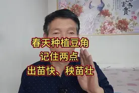 春天种植豆角，记住两个时间不要种，否则出苗不好，秧苗也长不好视频封面