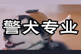 614分被警犬专业录取？