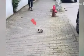 小猫在街头低头奄奄一息，终于碰到好心的小姐姐，救了它🐱💕视频封面