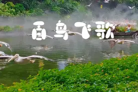 广州长隆飞鸟乐园（百鸟飞歌）值得一看 暑假带孩子去玩的好地方视频封面