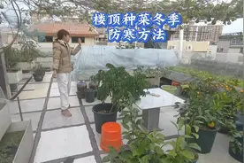冬季种菜如何防风防冻？小拱棚加一张保温薄膜，蔬菜不怕冻视频封面