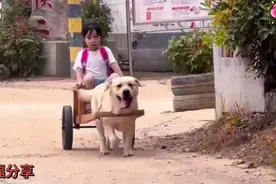 聪明的拉布拉多，每天都会去学校接小主人回家，从来没迟到过视频封面