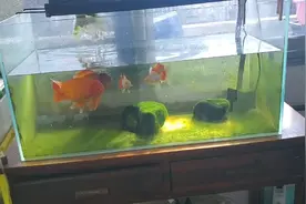 冬季阳光下的金鱼和富贵太可爱啦视频封面