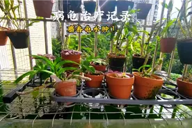 病龟治疗记录:乌龟水肿的主要三大类型，麝香龟水肿治疗过程。视频封面