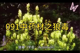 091中药材知识分享之狼毒