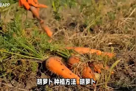 胡萝卜种植：从种子到收获的完整指南视频封面