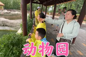 双双带孩子下雨天逛动物园，自带胡萝卜投喂长颈鹿，玩的不亦乐乎视频封面