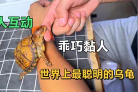 花了三年时间培养，这些龟认主黏人了！世界上智商最高的一只龟龟