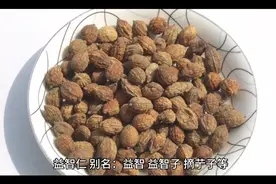 识中药︱益智仁视频封面