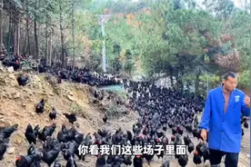 养几万只鸡，确没有鸡粪的臭味，这个不简单
