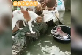 印尼主人带爱猴去玩漂流，小毛猴遭到小伙伴们无情戏弄。视频封面