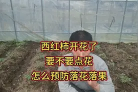 西红柿开花了要不要点花？怎么预防落花落果？看后终于明白了视频封面