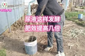 这样发酵尿液，比单独使用肥效提高好几倍，知道的都这么做视频封面