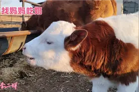 小牛找妈妈吃奶，牛犊太多有点蒙，一边找一边叫，可爱极了视频封面