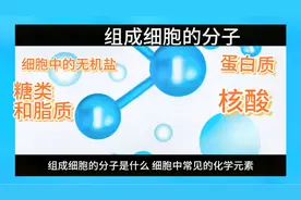 组成细胞的分子，细胞中的无机盐、糖类和脂质，蛋白质，核酸视频封面