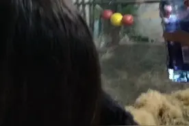 南京红山动物园黑猩猩真的生气了吗视频封面