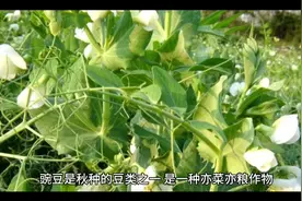 豌豆种植的时间及措施