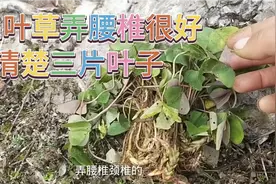 你们有没有认识这个三叶草的，它弄腰椎颈椎很好，看清楚到山上采视频封面