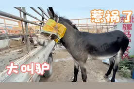 大叫驴惹祸了，如果不罩住眼睛还会惹祸，公驴跟母马杂交生马骡？视频封面