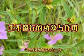 王不留行的功效与作用视频封面