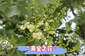 槐米为国槐未开的花蕾，一斤在20左右，即可炒茶又可煮粥