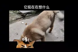 它吃的为什么这么香 在小狗的世界里除了吃睡玩 还有什么烦恼呢