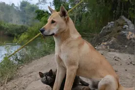 陪伴8年的狗狗去了，悲伤欲绝的主人竟然为它写了一首爆火的歌！