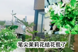“天下第一香”笔尖茉莉花结花苞了视频封面