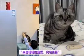 全网最体贴又通人性的猫，会开门，会帮小主拿高处零食还帮开盖子视频封面