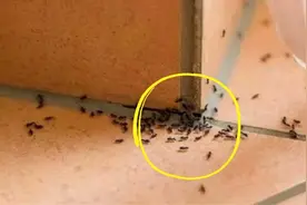 家里蚂蚁多不用开水烫？教你一个简单方法，蚂蚁来一只灭一只视频封面