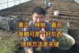 种植黄瓜、辣椒、西红柿，食醋可是个好东西，掌握使用方法是关键视频封面