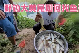 野钓大黄尾只有找到鱼窝才能钓得多，试试这样做成为河冠视频封面
