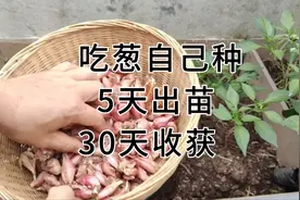吃葱就要自己种，5天出苗，30天收获视频封面