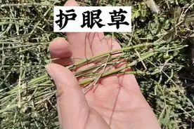 节节草又叫木贼，他就是老人口中的“护眼草”，煮水价值大视频封面