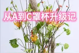 从A到C的罩杯升级记视频封面