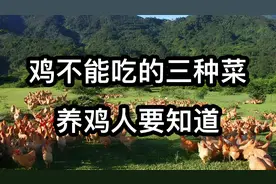 不能给鸡吃的三种菜，养鸡人收藏备用视频封面