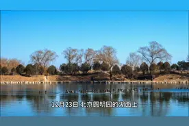 万物有灵！圆明园天鹅幼崽冻湖上大爷踏冰解救视频封面