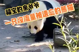 福宝的亲爷爷一只没流量被遗忘的熊猫视频封面