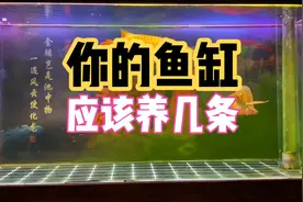 你的鱼缸适合养几条鱼