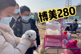 陕西咸阳狗市博美280一只，边牧30一只，太便宜了视频封面