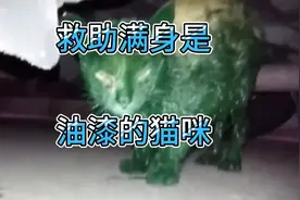 注意看这只猫咪是怎么了，原来大家齐心协力救治被油漆包裹着猫咪视频封面