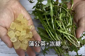 春天多采摘蒲公英，教你煮蒲公英茶，方法简单一看就会视频封面